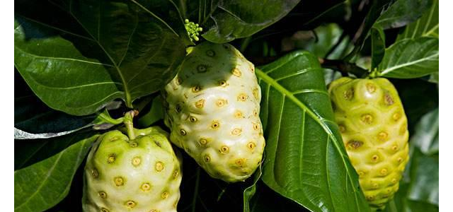 火参果的种植管理技术