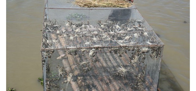 加强螃蟹管理 科学应对梅雨天气