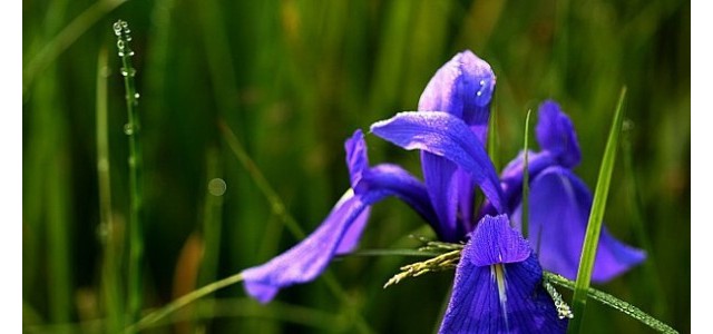 鸢尾花黄叶的原因和解决方法