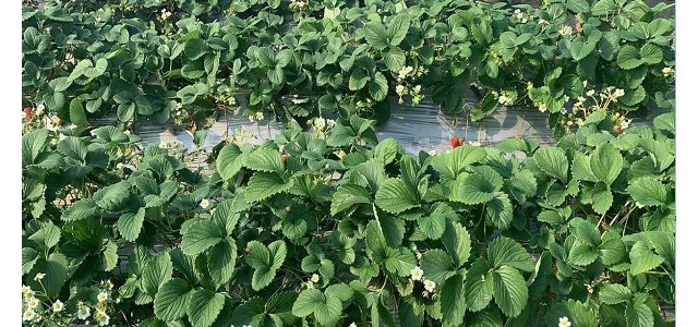 甜宝草莓苗管理技术