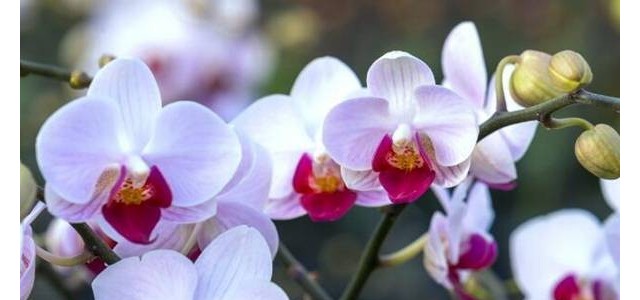 养殖兰花如何判断是否要浇水？