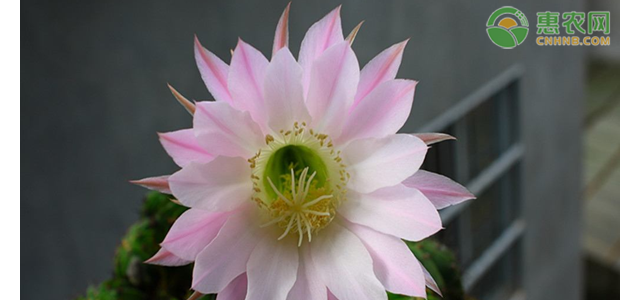 仙人球夏季不开花是哪些原因造成？