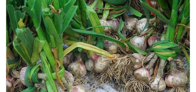 大棚大蒜种植技术和管理