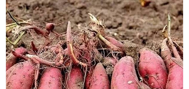 红薯的生长周期是多久？