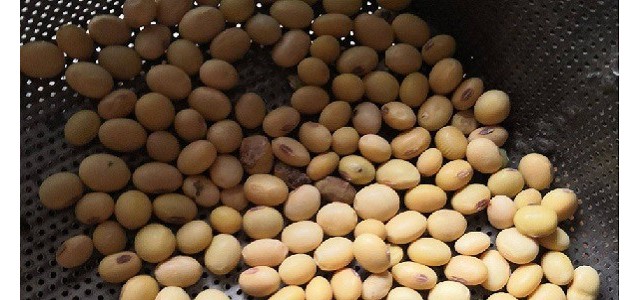 黄豆适合什么时间播种？有哪些种植要点？