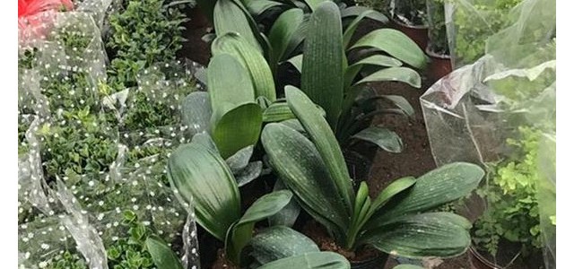 种植课堂：君子兰施肥技巧