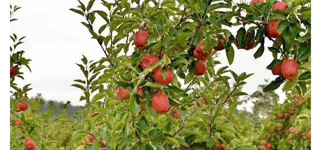 夏季苹果园抗旱保果方案