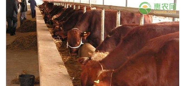 夏季养牛的防暑降温措施有哪些？