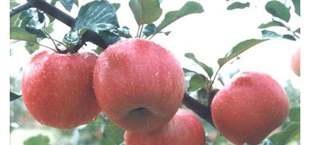 苹果病虫害全程绿色防控减药增效技术