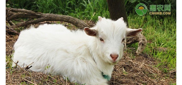 羊不吃草是哪些原因造成的？