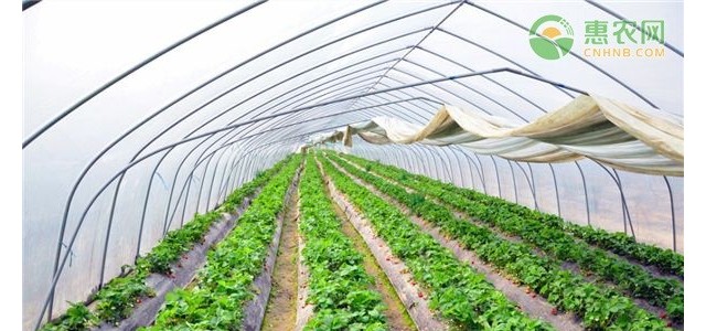 夏季蔬菜大棚的高温焖棚技术要点