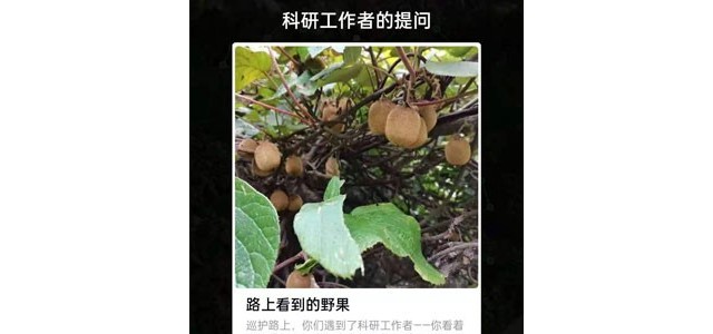 路上看到的野果是葡萄还是猕猴桃蚂蚁森林？蚂蚁森林巡护答案