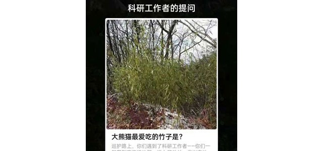 大熊猫最爱吃毛竹还是青川箭竹