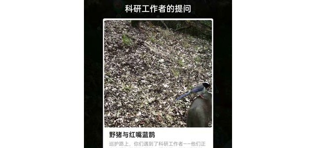 野猪与红嘴蓝鹊在做什么