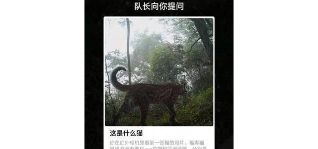 这是什么猫蚂蚁森林