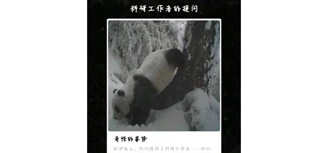 大熊猫奇怪的姿势在干嘛