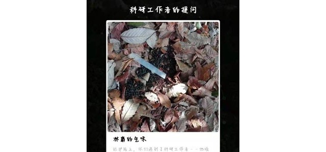 林麝的气味是为什么