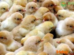 今日鸡苗价格多少钱一只？鸡苗价格真的涨了吗？