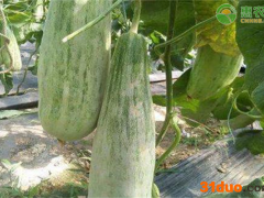 2021年4月羊角蜜价格多少钱一斤？羊角蜜价格下跌原因分析