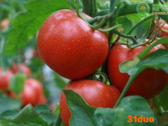 2021年4月全国范围内蔬菜价格行情及预测