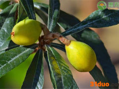 2021年4月枇杷价格多少钱一斤？枇杷价格为何上涨？