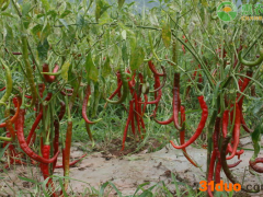 2021年4月辣椒价格多少钱一斤？辣椒价格走势分析