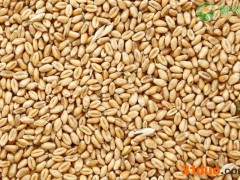 今日小麦收购价一斤多少钱？附最新行情走势分析