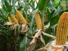 今日玉米价格多少钱一斤？2021年4月13日玉米价格最新行情