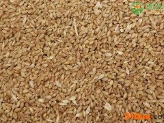 今日小麦价格多少钱一斤？2021年4月13日小麦最新行情价格走势