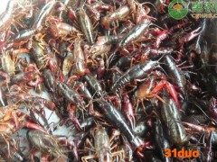 今日小龙虾价格多少钱一斤？附五一前后小龙虾最新价格行情分析