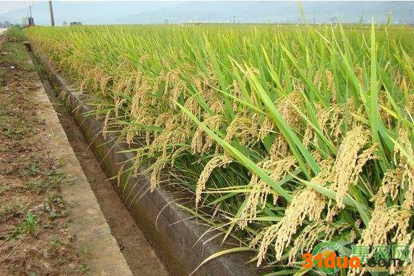 2021年四月份玉米价格行情分析