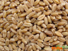 2021郑州小麦价格最新行情