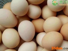 鸡蛋最新行情走势预测（附4月13日蛋价）