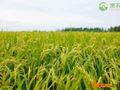 2021年4月份水稻价格如何？水稻最新价格行情介绍