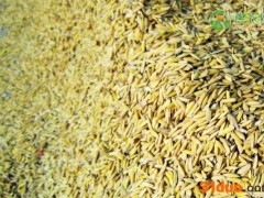 现在稻谷价格走势如何？附4月9日最新稻谷价格