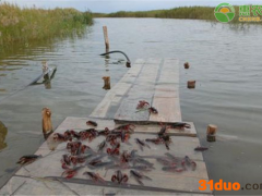 今日小龙虾价格多少钱一斤？小龙虾价格为何下跌了？