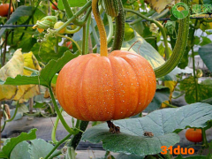 贝贝南瓜价格多少钱一斤？为啥贝贝南瓜价格下跌了？