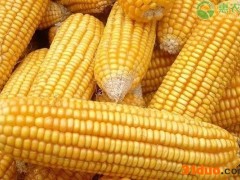 玉米价格创历史新高是怎么回事？玉米价格会持续暴涨吗？