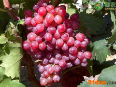 红宝石葡萄价格多少钱一斤？红宝石葡萄价格为何这么贵？