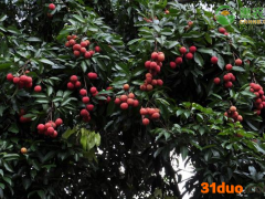 现在荔枝价格多少钱一斤？荔枝为何下跌了？