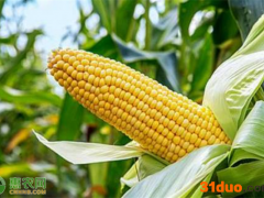 今日玉米价格多少钱一斤？玉米价格真的下跌了吗？