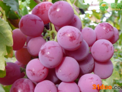 2021年4月红提价格多少钱一斤？红提价格为何比葡萄贵？