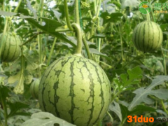 今日西瓜价格多少钱一斤？西瓜价格为何下跌？