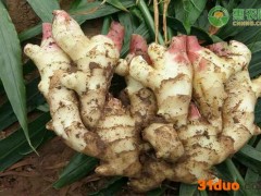 2021年4月生姜价格行情走势预测（附今日生姜最新价格）