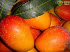 现在芒果价格多少钱一斤？芒果降价了是何原因？