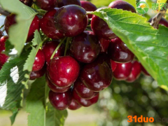 2021山东大樱桃价格多少钱一斤？樱桃后期行情怎样？