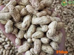 2021辽宁花生价格最新行情（附4月2日花生价格）