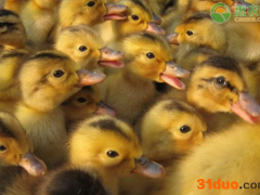 现在鸭苗价格多少钱一只？鸭苗价格为何上涨？