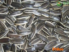 2021年4月份全国葵花籽价格最新行情