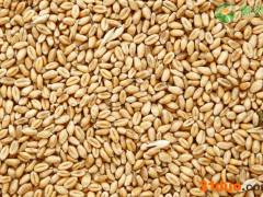 4月小麦价格行情如何？(附4月1日小麦最新批发价格)